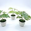 Artificial Plant 205